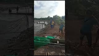 Download lagu Panen Ikan Bandeng di Tambak Udang Dan Bandeng Tradisional. mp3 Download lagu Panen Ikan Bandeng di Tambak Udang Dan Bandeng Tradisional. mp3