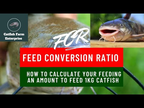 Feed Conversion Ratio for Catfish Farming #catfishfarm #feeding #FCR