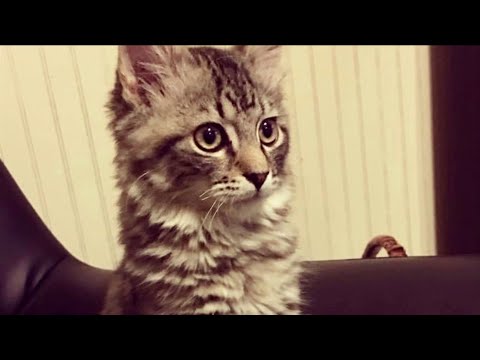 Pet owners say neighbor captured, relocated their cats