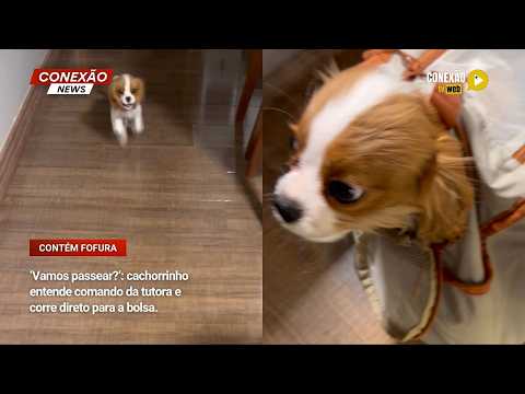 Vídeo: ‘Vamos passear?’: cachorrinho entende comando da tutora e corre direto para a bolsa.