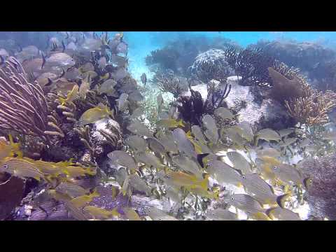 Snorkeling Puerto Morelos, Mayan Riviera, Mexico