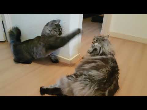 Maine coon vs Norwegian forest cat