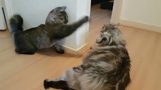 Maine coon vs Norwegian forest cat
