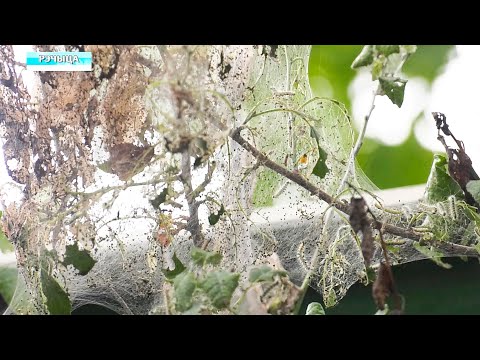 В регионе борются с нашествием белого американского мотылька видео
