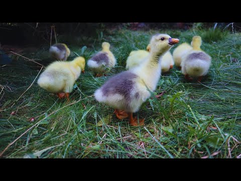 Boboci de gasca ies Prima data la Iarba - Reactia lor este incredibila :)