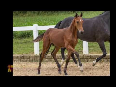 HF v. Floriscount / Sandro Hit