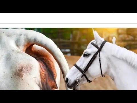 krycie koni zimnokrwistych sokólskich#animals # animal sex