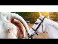 Krycie Koni Zimnokrwistych Sokólskich Animals Animal Sex