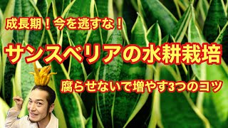 成長期！今を逃すな！サンスベリアの水耕栽培🍀腐らせないで増やす３つのコツ✌️