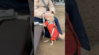 真冬の公園で、甘々の飼い主と甘々と愛犬。 #チワワ #youtubeshorts #family