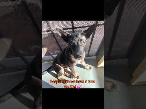 Kylo and Rey, an adoptable German Shepherd Dog & Siberian Husky Mix in Gulfport, MS_image-1