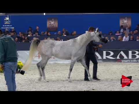 N.154 MARRAKECH J - Verona 2017 - 3 Years Old Fillies (Class 5)