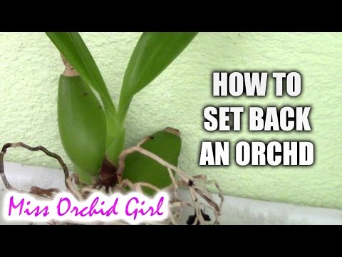 , title : 'How to set back an Orchid - Major DON'Ts with Orchids'