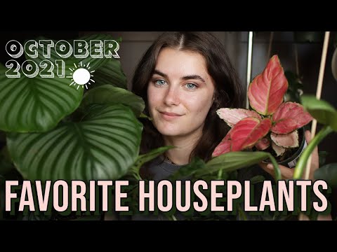 , title : 'My Top 5 Favorite Houseplants 🌿 Best Indoor Plants October 2021