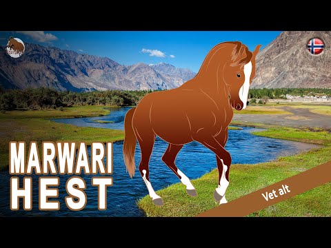 , title : 'MARWARI HEST, en hest som anses som en av de vakreste i verden, HESTERASER'