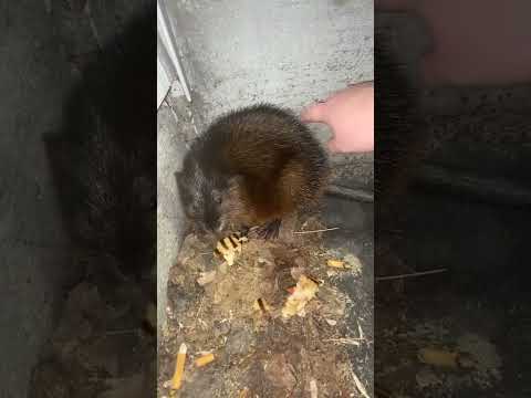 Woman Bitten While Trying to Befriend Giant Rat