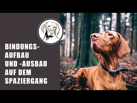 Bindungsaufbau und -festigung auf dem Spaziergang | So werdet ihr zu einem tollen Mensch-Hund-Team!