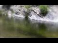 Nature Walk With Dick LeFevers Grizzly Bear