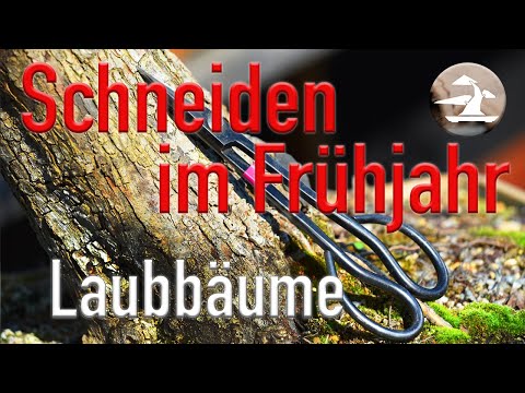 Laubbäume schneiden im Frühjahr! Mögliche Strategien.