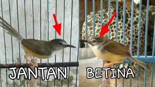 Download lagu Cara membedakan ciblek tebu jantan dan betina mp3