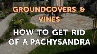 How to Get Rid of a Pachysandra
