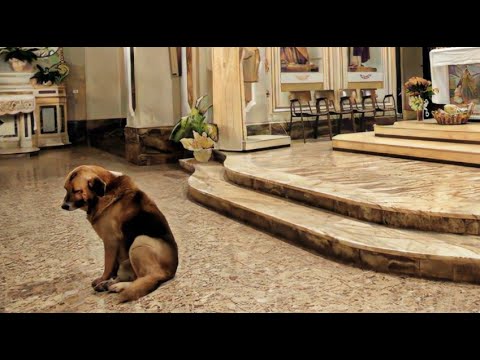 Why did this dog go to mass every day? The answer may shock you