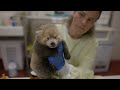 Why is This Red Panda Cub Being Hand-Reared?