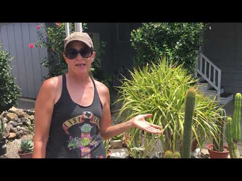 download lagu mp3 mp4 Full Grown Succulents, download lagu Full Grown Succulents gratis, unduh video klip Full Grown Succulents