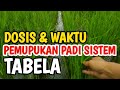 Dosis Dan Waktu Pemupukan Padi Sistem Tabela Inspirasipetani1161