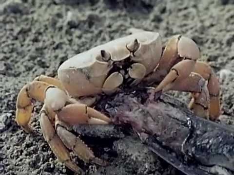 Jacques Cousteau Odyssey Clipperton: The Island Time Forgot