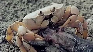 Трейлер превью