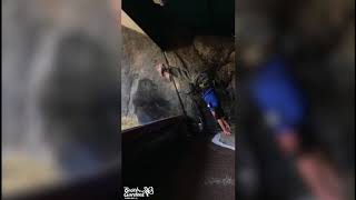 Gorilla mimics his trainer