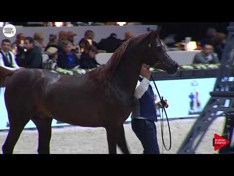 N.120 MM JABARI - Paris 2018 - Junior Colts (Class CM 5B)