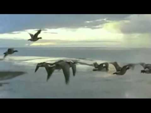 Oy letili diki gusi new