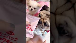 #shortmovie  #おやつの時間  #ロングコートチワワ  #パグ  #保護犬ママ #癒し #保護犬との暮らし #犬のいる生活