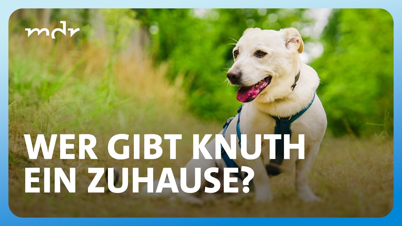 Mischling Knuth: "Hund für die Seele und für das Herz" | Tierisch tierisch | MDR
