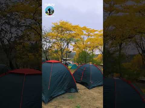 florecimiento de los Guayacanes Mangaurco Zapotillo Loja Ecuador 🇪🇨 #ivanaventuras #milindoecuador