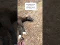 Horse Plays Dead Prank! You Won't Believe This Hilarious Trick! #FunnyHorse #horse #shorts