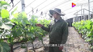 葡萄的卷须有什么作用？到底该是去是留？小阳给大家分析一下