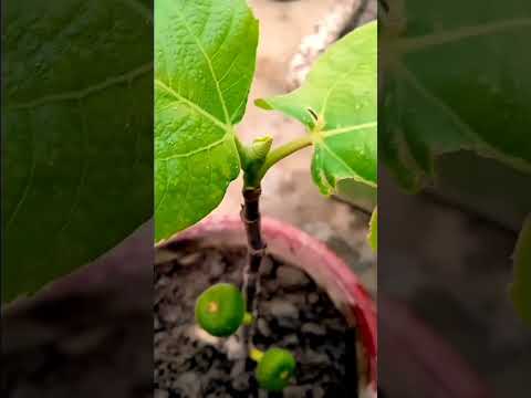 , title : 'how to grow fig plant from cutting|Grafted Fig Plant|'