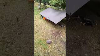 Download lagu DD hammocks 4x4 tarp mp3 Download lagu DD hammocks 4x4 tarp mp3