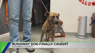 Bourbon County's 'most elusive dog' finally caught in unusual place