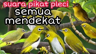 Download lagu suara pikat pleci || pleci ngecir || pikat pleci liar mp3 Download lagu suara pikat pleci || pleci ngecir || pikat pleci liar mp3