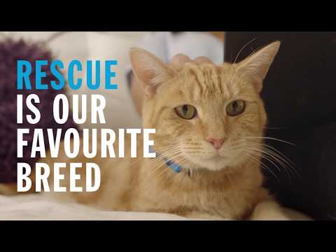 Rescue Is Our Favourite Breed