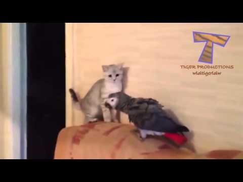 Les chats et les chiens vs perroquets compilation des animaux drôle et mignonne