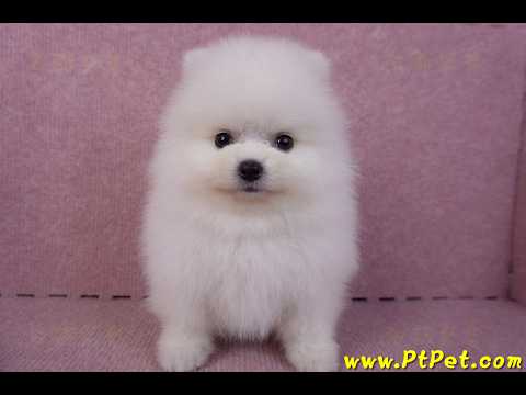 10/11松鼠白博美公幼犬