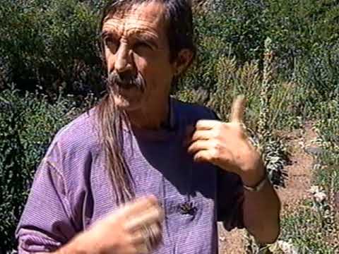 James Green - Healing Herbs in the Garden