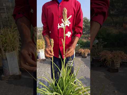how to grow tuberose flower #shorts  #flower #tuberose