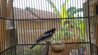 Download lagu pancingan ampuh kapasan kemiri mp3