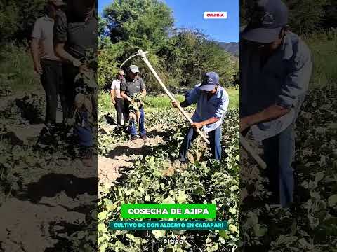 #Culpina: Cultivo de Ajipa de don Alberto en Caraparí, a orillas del río Pilaya.